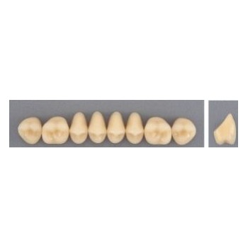 Dente Evodent 34L Superior