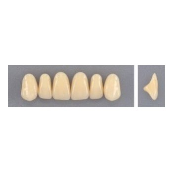 Dente Evodent 3N Superior