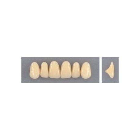 Dente Evodent 3N Superior