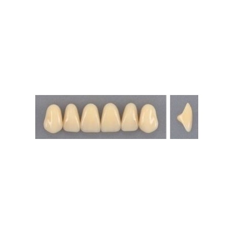 Dente Evodent 3P Superior