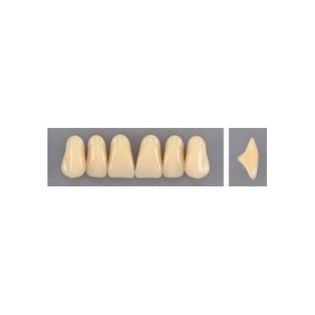 Dente Evodent 2P Superior