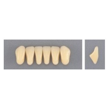 Dente Evodent 3N Inferior