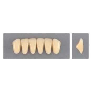 Dente Evodent A25 Inferior