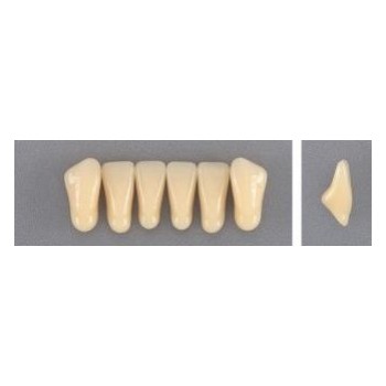 Dente Evodent 2P Inferior