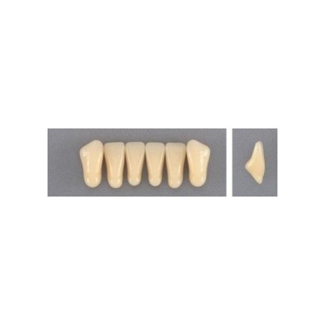 Dente Evodent 2P Inferior