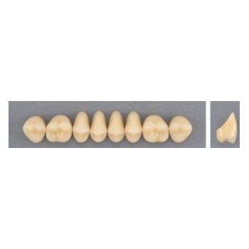 Dente Evodent 30L Superior