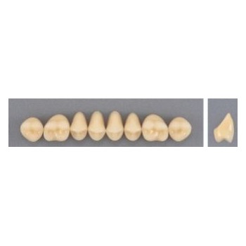 Dente Evodent 32L Superior