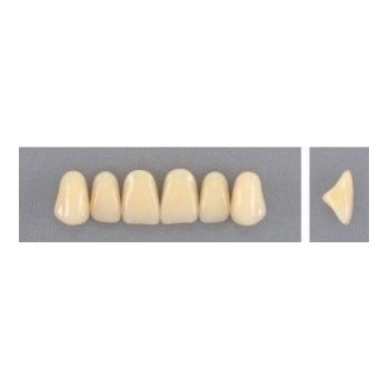 Dente Evodent 2D Superior