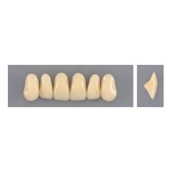 Dente Evodent 2N Superior