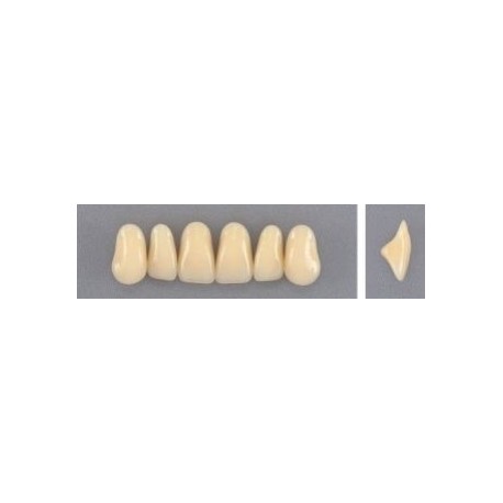 Dente Evodent 2N Superior