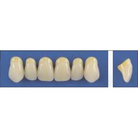 Dente Trilux O32 Superior