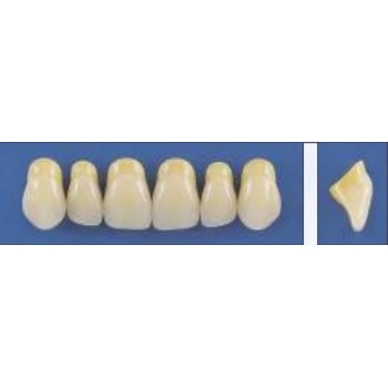 Dente Trilux O36 Superior