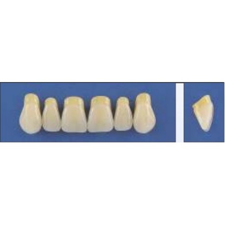 Dente Trilux E2 Superior