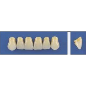 Dente Trilux H3 Superior