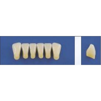 Dente Trilux L1 Inferior