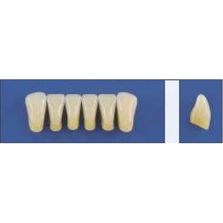 Dente Trilux L3 Inferior