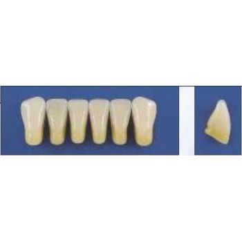 Dente Trilux K6 Inferior