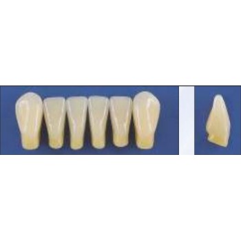 Dente Trilux K10 Inferior