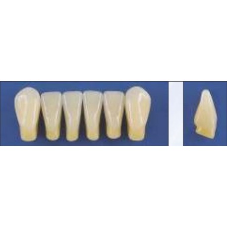 Dente Trilux K10 Inferior