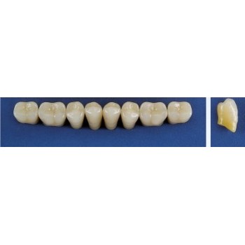 Dente Trilux M2 Inferior