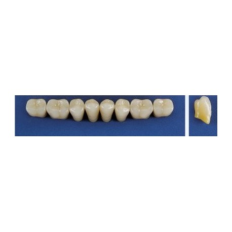 Dente Trilux M2 Inferior