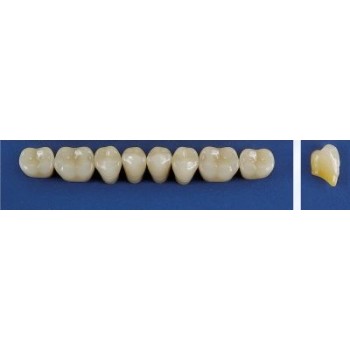 Dente Trilux M3 Inferior