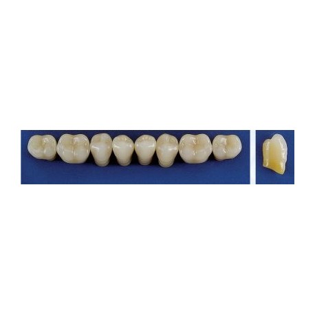 Dente Trilux M4 Inferior