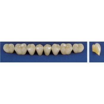 Dente Trilux M5 Inferior