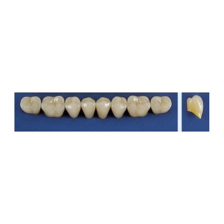 Dente Trilux M5 Inferior