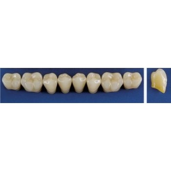 Dente Trilux M6 Inferior