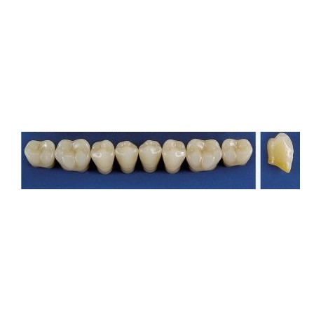 Dente Trilux M6 Inferior