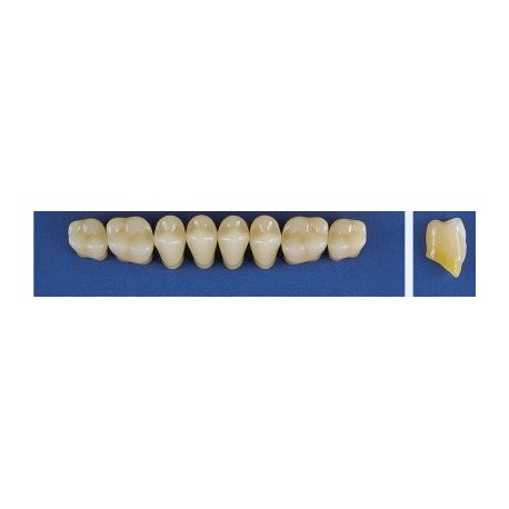 Dente Trilux M2 Superior