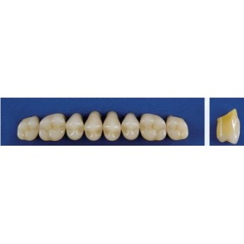 Dente Trilux M4 Superior