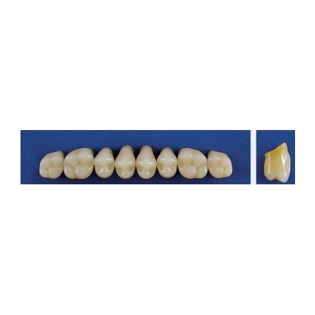 Dente Trilux M4 Superior