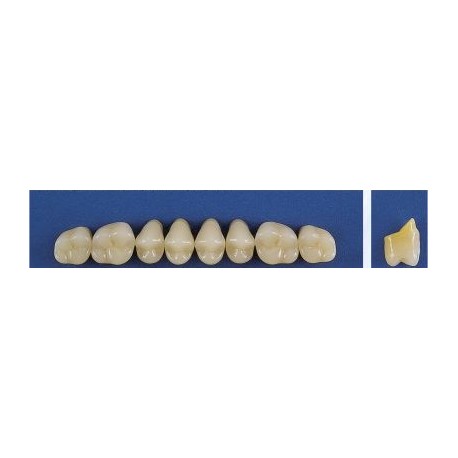 Dente Trilux M5 Superior