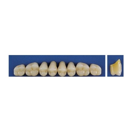 Dente Trilux M6 Superior