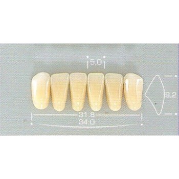 DENTE POP 2D INFERIOR