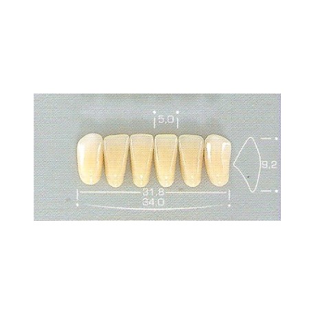 DENTE POP 2D INFERIOR