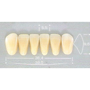 DENTE POP 3P INFERIOR