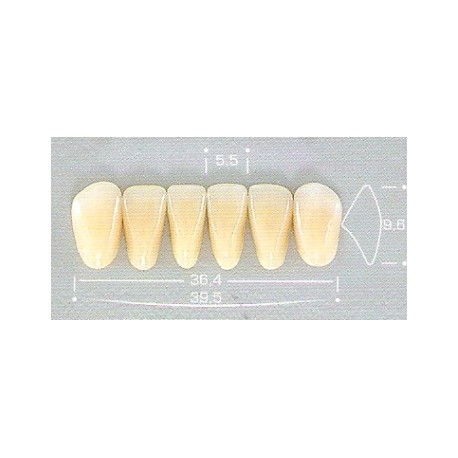 DENTE POP 3P INFERIOR