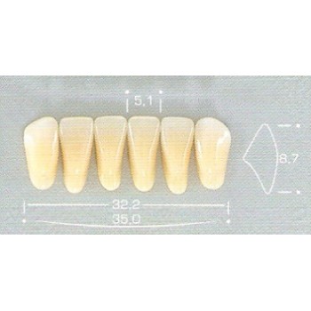 DENTE POP 2N INFERIOR