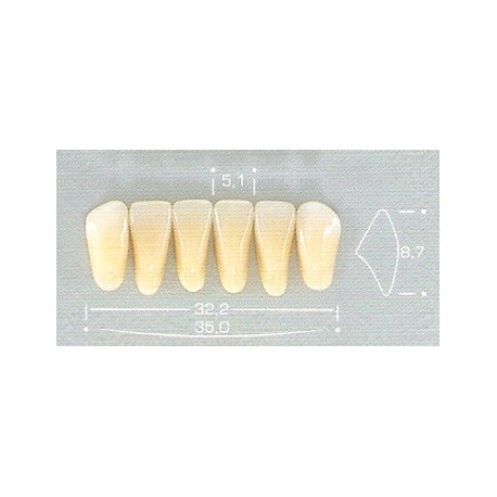 DENTE POP 2N INFERIOR