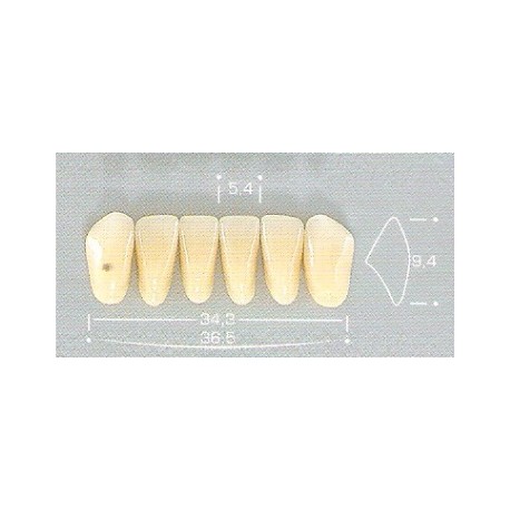 Dente Pop A25 Inferior