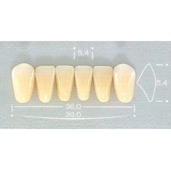 Dente Pop A26 Inferior