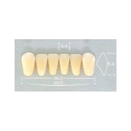 Dente Pop A26 Inferior