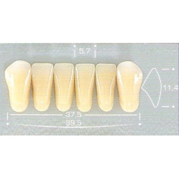 Dente Pop 266 Inferior