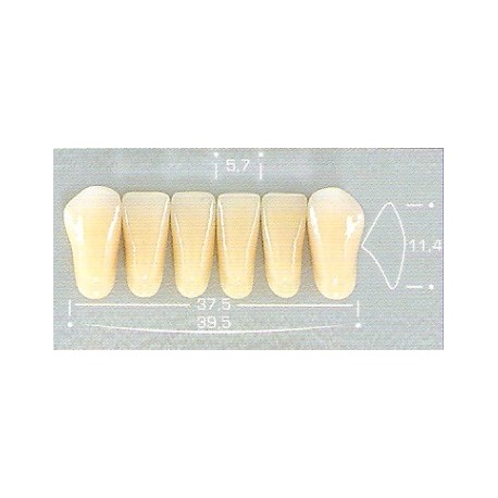 Dente Pop 266 Inferior