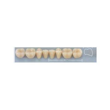 Dente Pop 34L Inferior