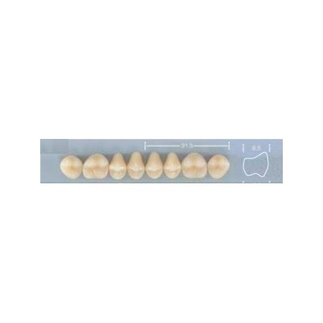 Dente Pop 32M Superior