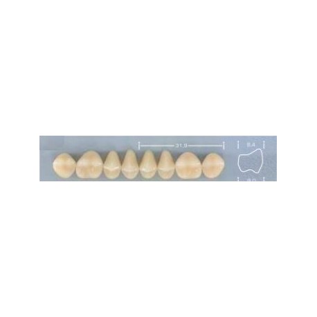 Dente Pop 32L Superior